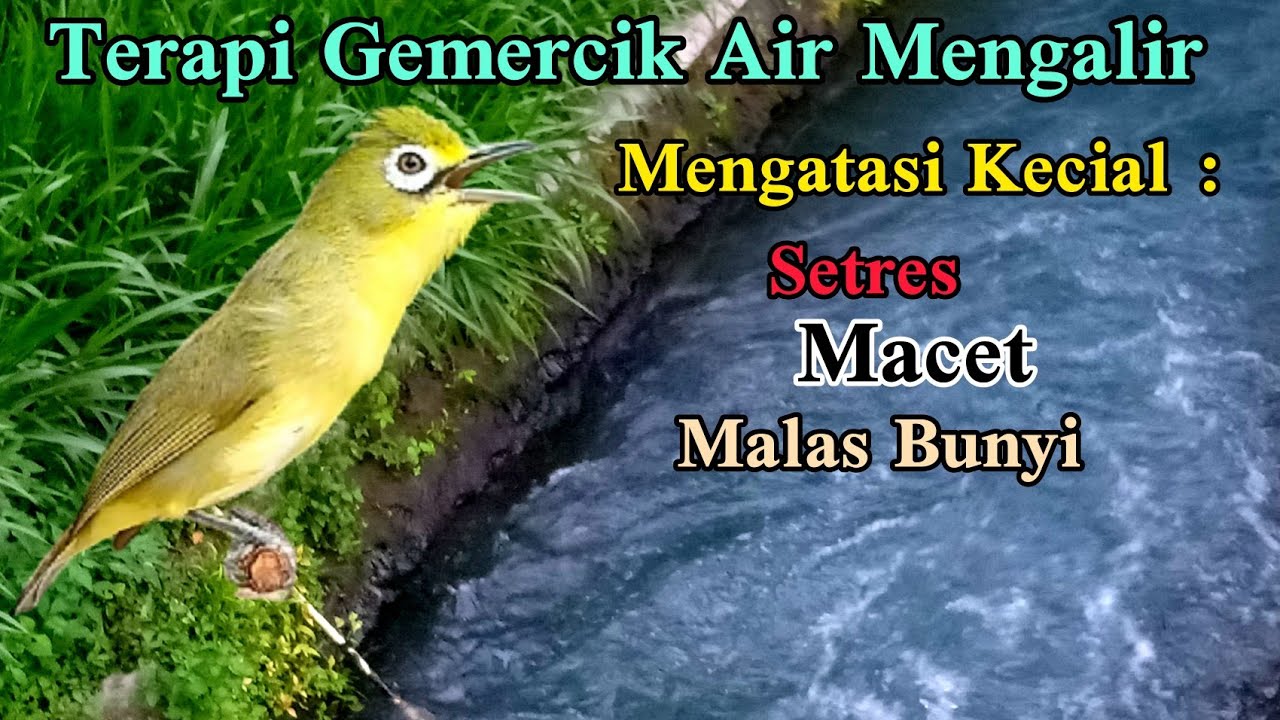 TERAPI KECIAL KUNING SUARA AIR || KECIAL MALAS BUNYI LANGSUNG RESPONS || Berkicau Creator