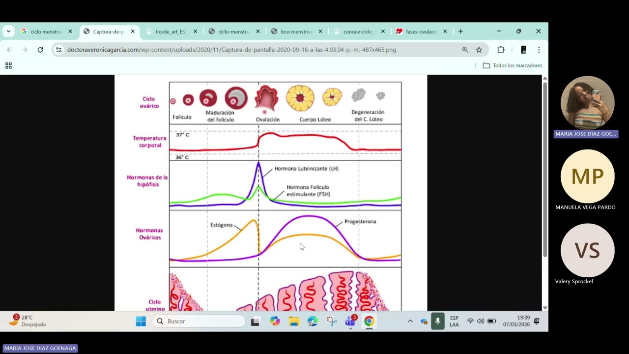 Ciclo menstrual femenino