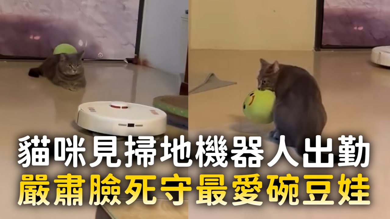 貓咪見掃地機器人出勤　嚴肅臉死守最愛碗豆娃