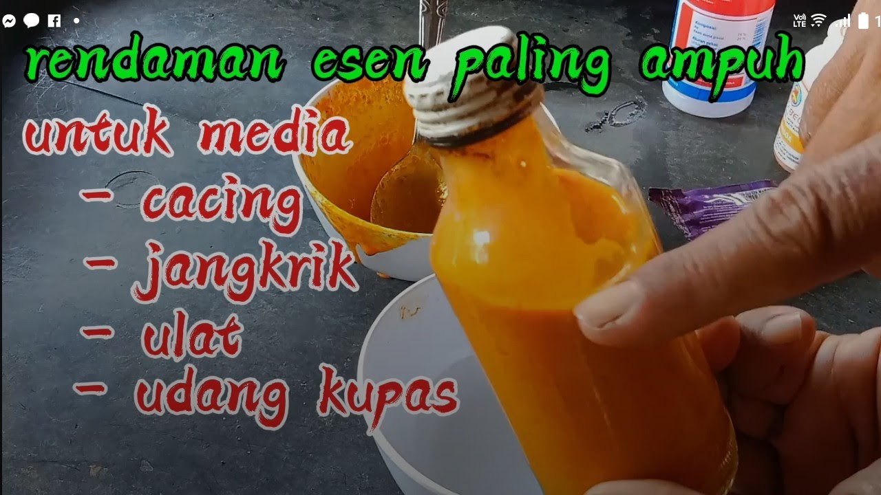 cara membuat esen rendaman paling ampuh untuk media cacing, jangkrik, ulat dan udang kupas