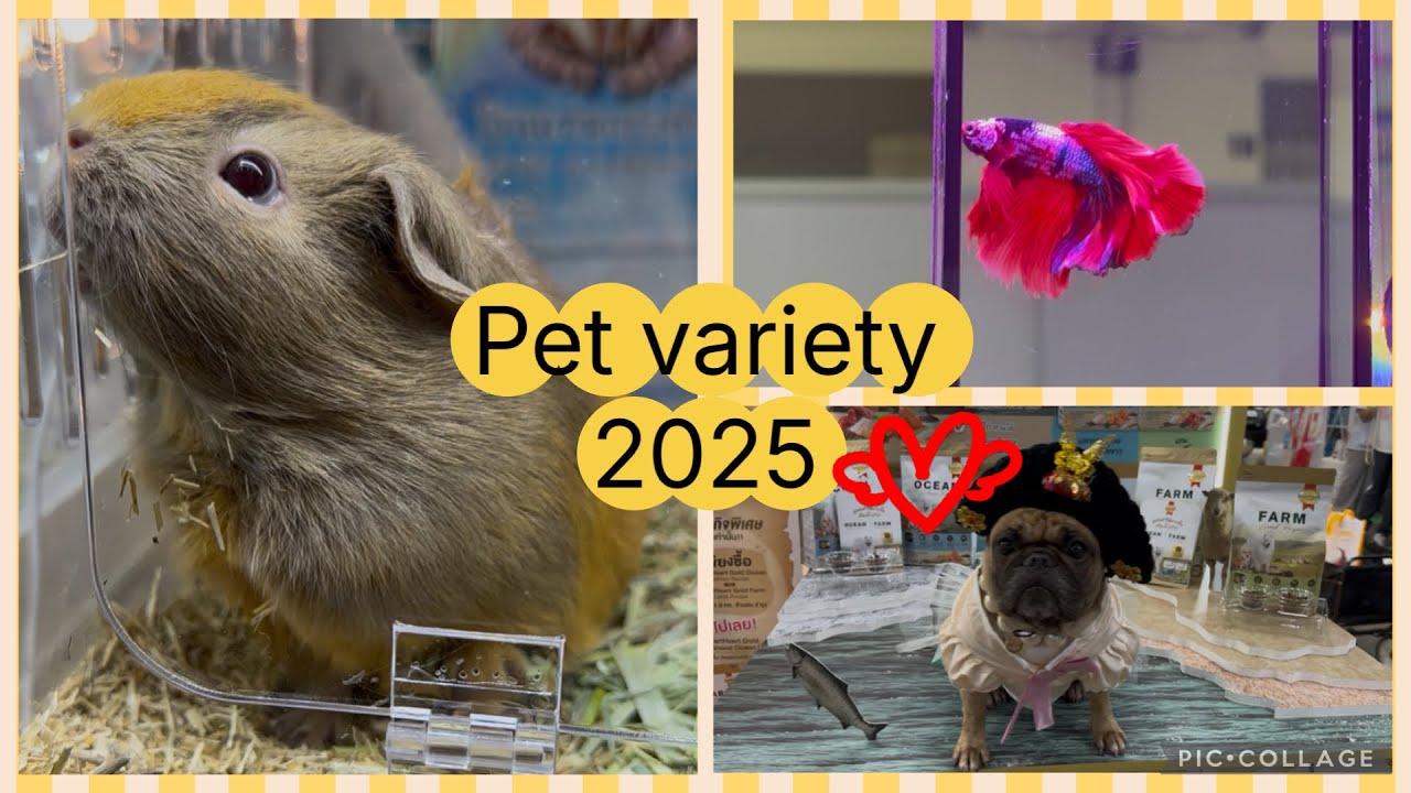 เที่ยวงาน Pet Variety Exhibition 2025 ชมสัตว์หลากหลายชนิดกันค่ะ