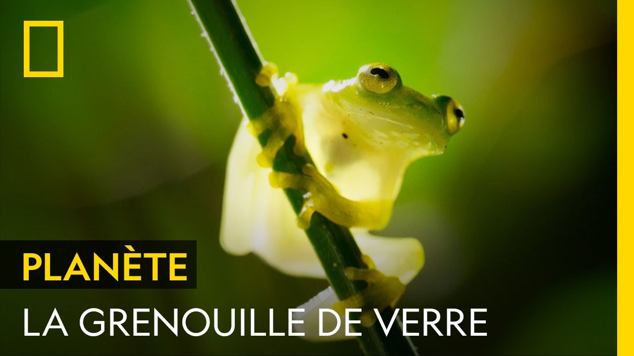 Quand la grenouille de verre défie les prédateurs pour sauver ses œufs