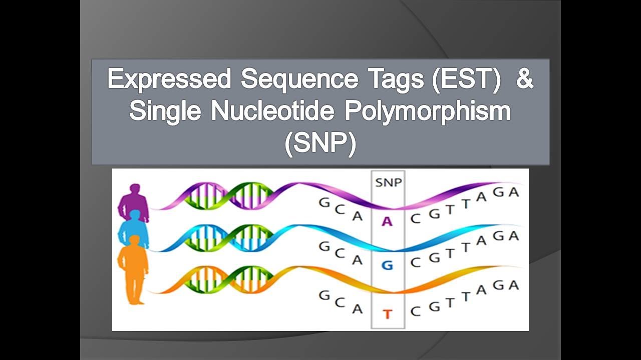 Expressed Sequence Tags (EST) and Single Nucleotide Polymorphism (SNP)