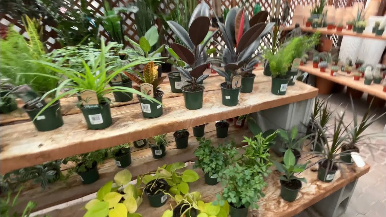 What will we find on a our first plant nursery tour?! Join me at Dogwood Nurseries and see my haul!