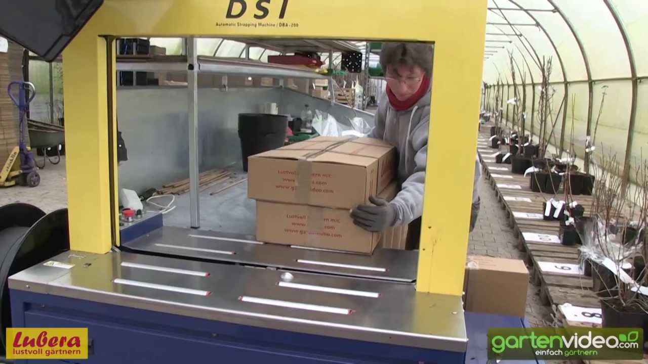 Lubera Pflanzenversand - Vollverpackung der Pflanzen