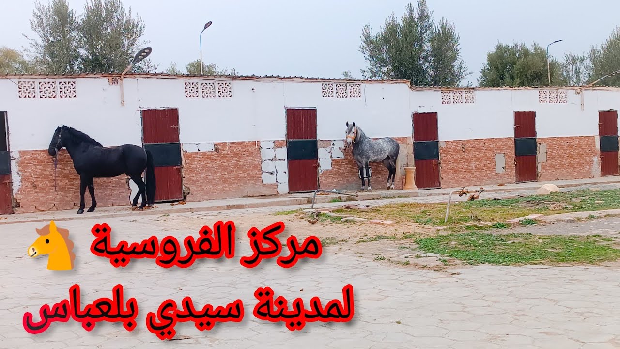 مركز الفروسية لمدينة سيدي بلعباس اميرال و مغني 🪘🎸🎤😂👍🇩🇿