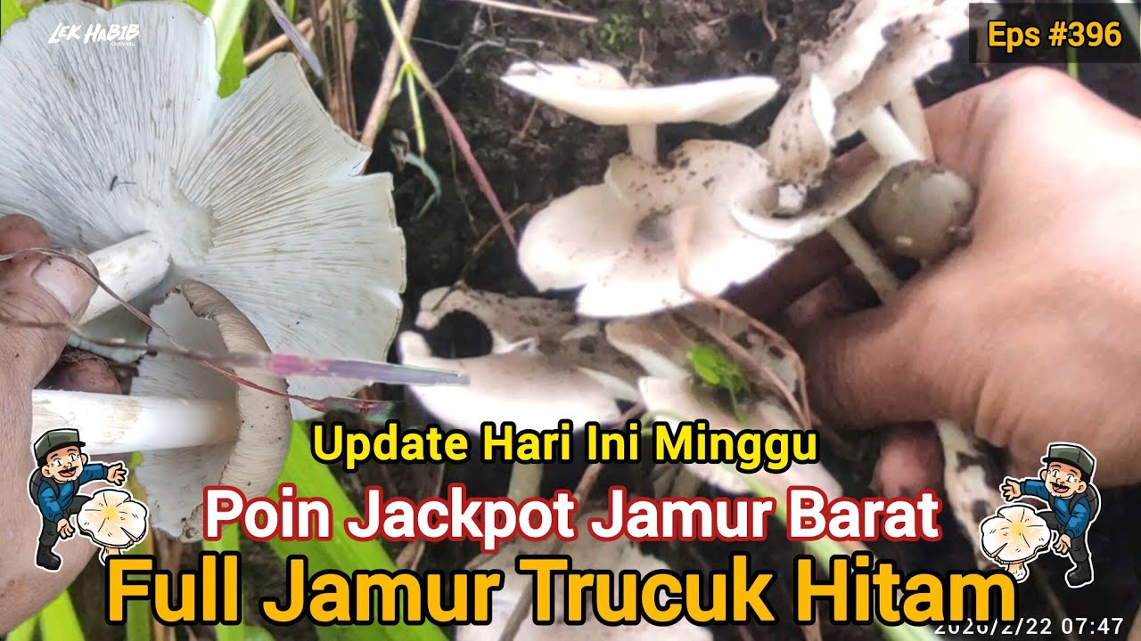 Panen Jamur Trucuk Hitam | Poin Jamur Barat JUMBO Eps #396