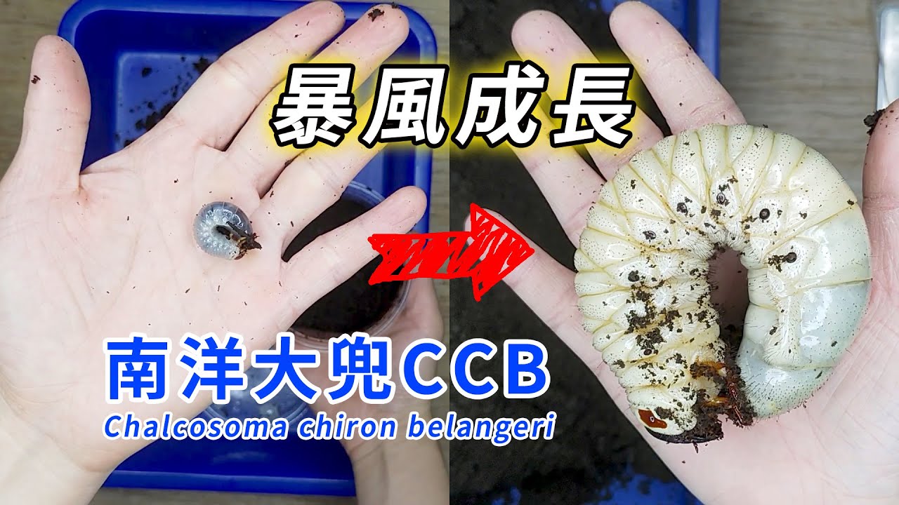 【山林蟲坊】暴風成長的南洋大兜CCB幼蟲 | Chalcosoma chiron belangeri (CCB): Lightning Fast Growth of The Larvae