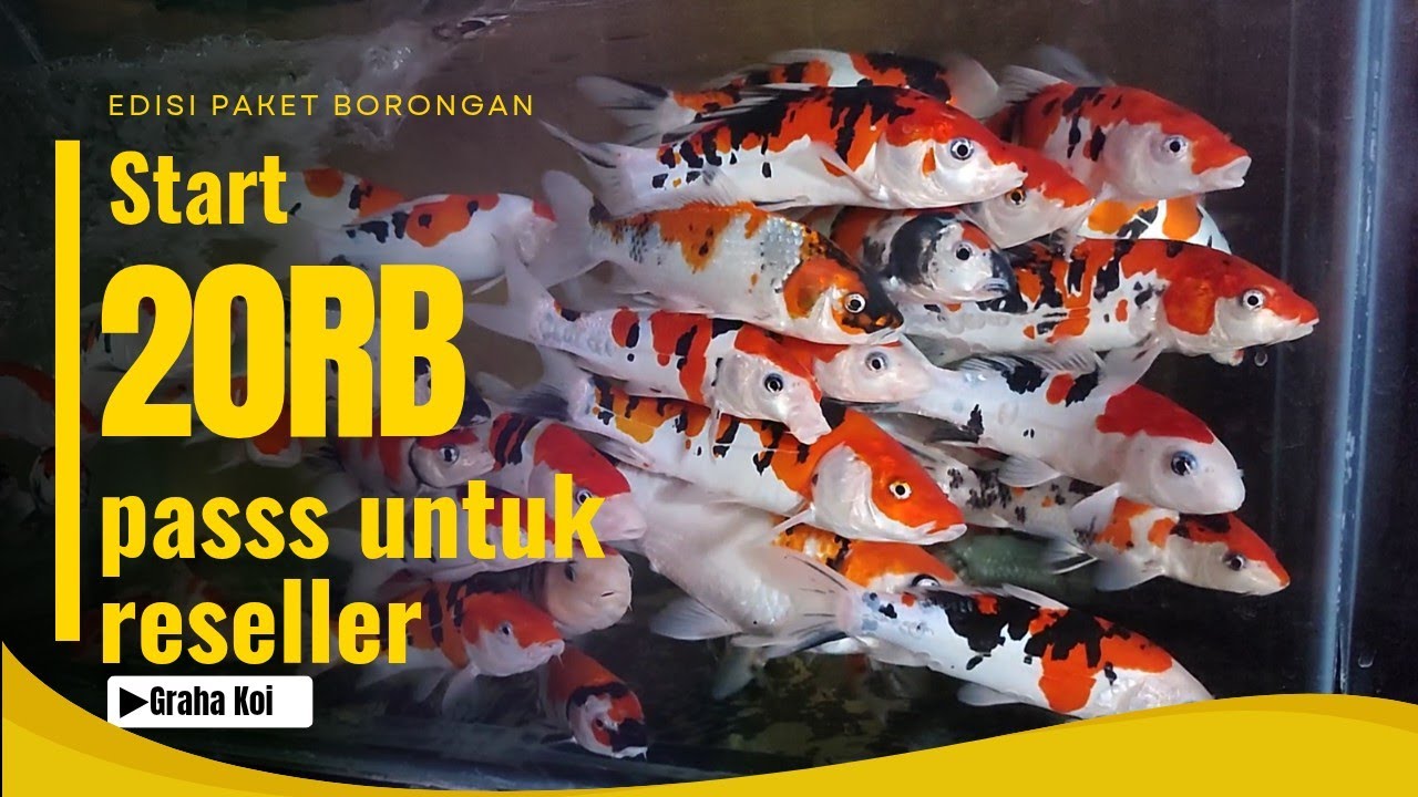 Eps 35‼️ Full Borongan😁 Rivew paket cocok banget untuk reseller🥰