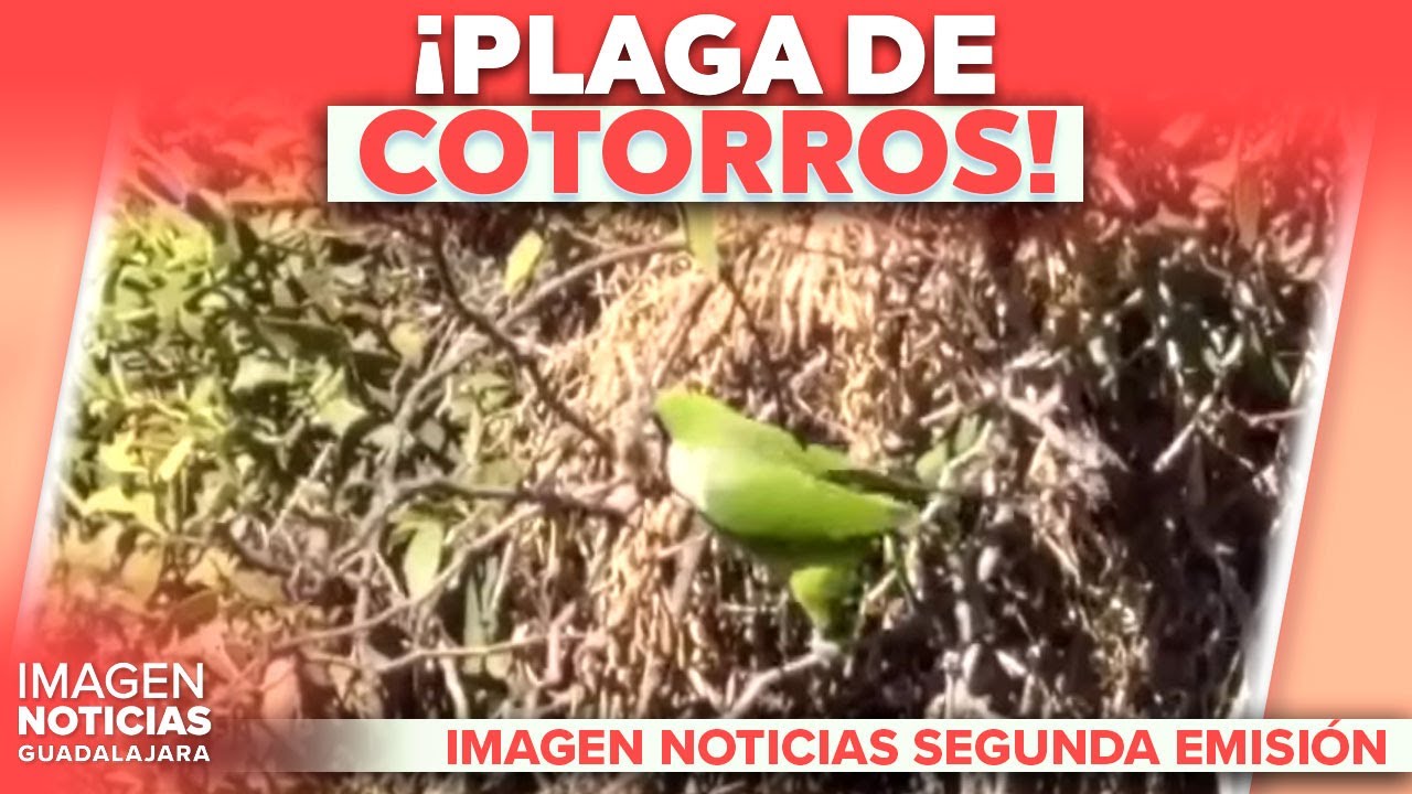 ¡Plaga de cotorros en Guadalajara! | Noticias GDL con Carolina Martínez