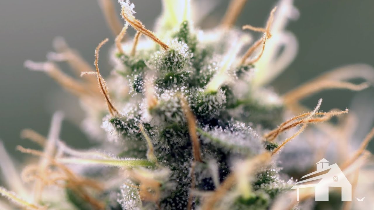 Cannabis Is Beautiful - Maine Grown