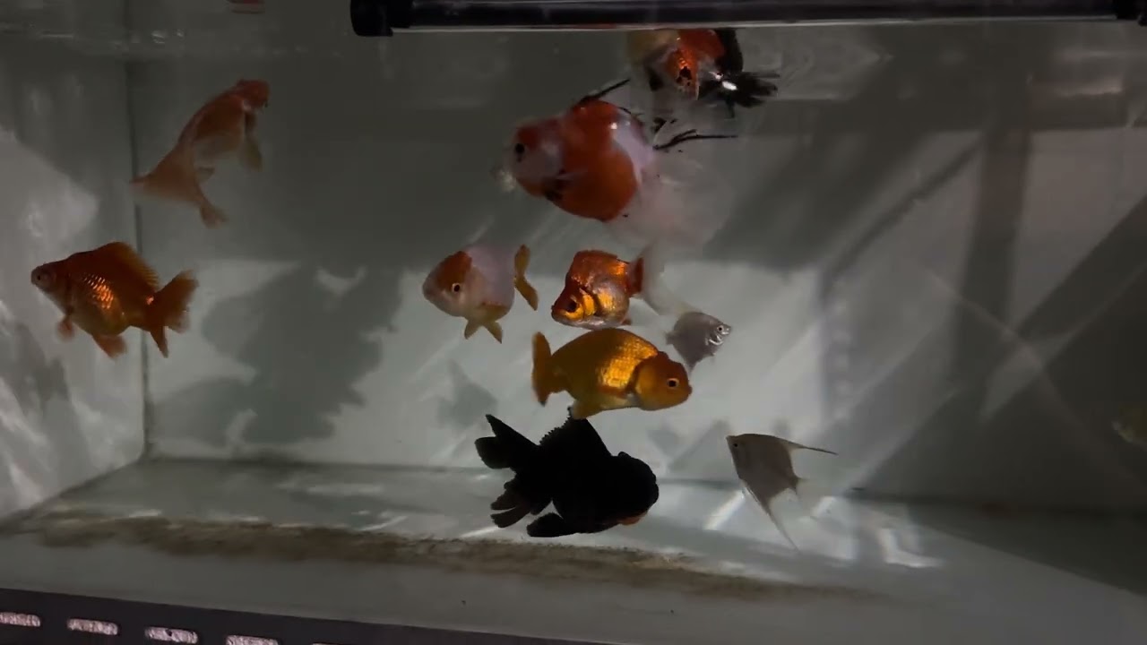 IKAN KOKI DI MALAM HARI PART 1