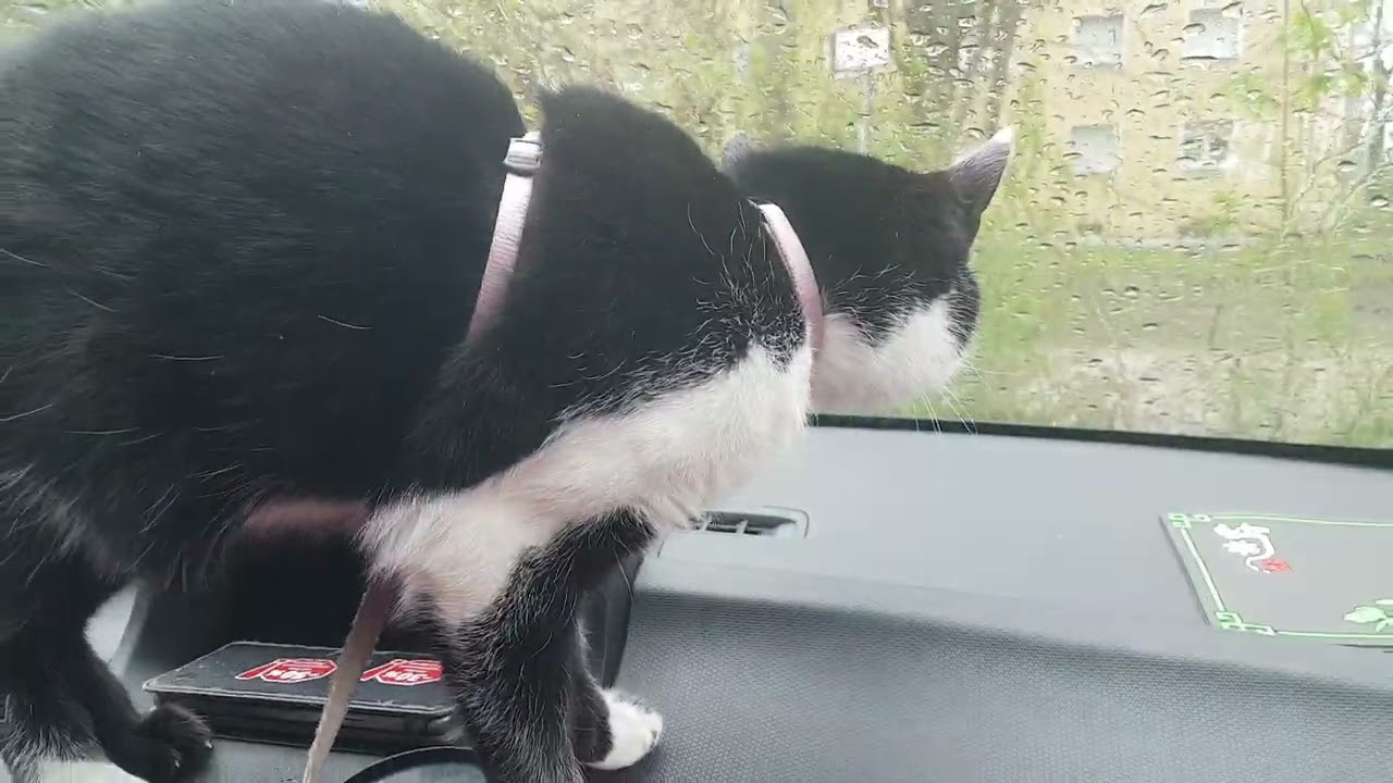 Katze Mimi am keckern