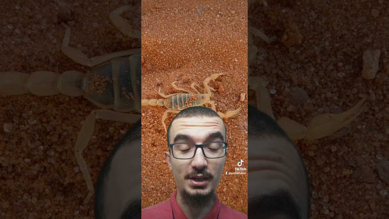 AKREPLER HAKKINDA İLGİN&Ccedil; BİR BİLGİ #shorts