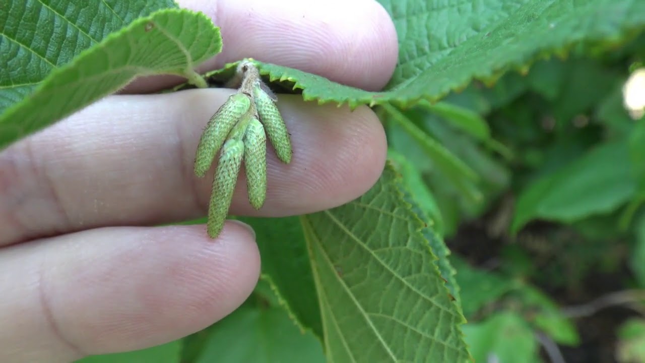 Identifying American hazelnut