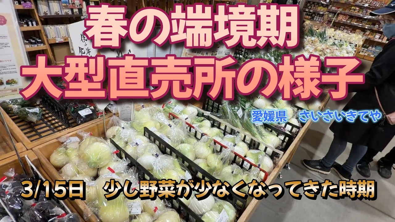 3月の大型直売所の様子（今治市さいさいきてや）3月の雨から一段落、野菜が動き出してちょっとたったある日の様子。