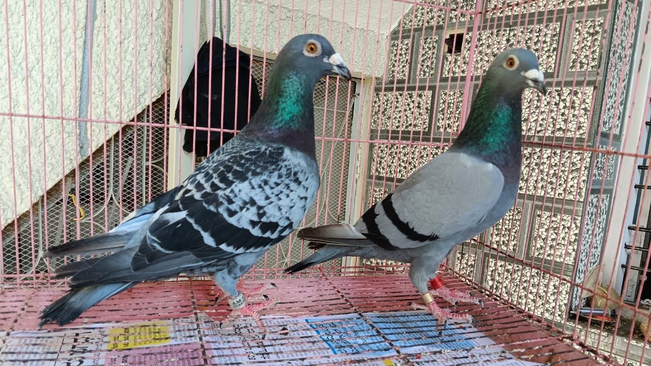 Racing Homer Pigeons for Sale in Bangalore, Karnataka #bestracinghomer #bangalore #homer Sold out