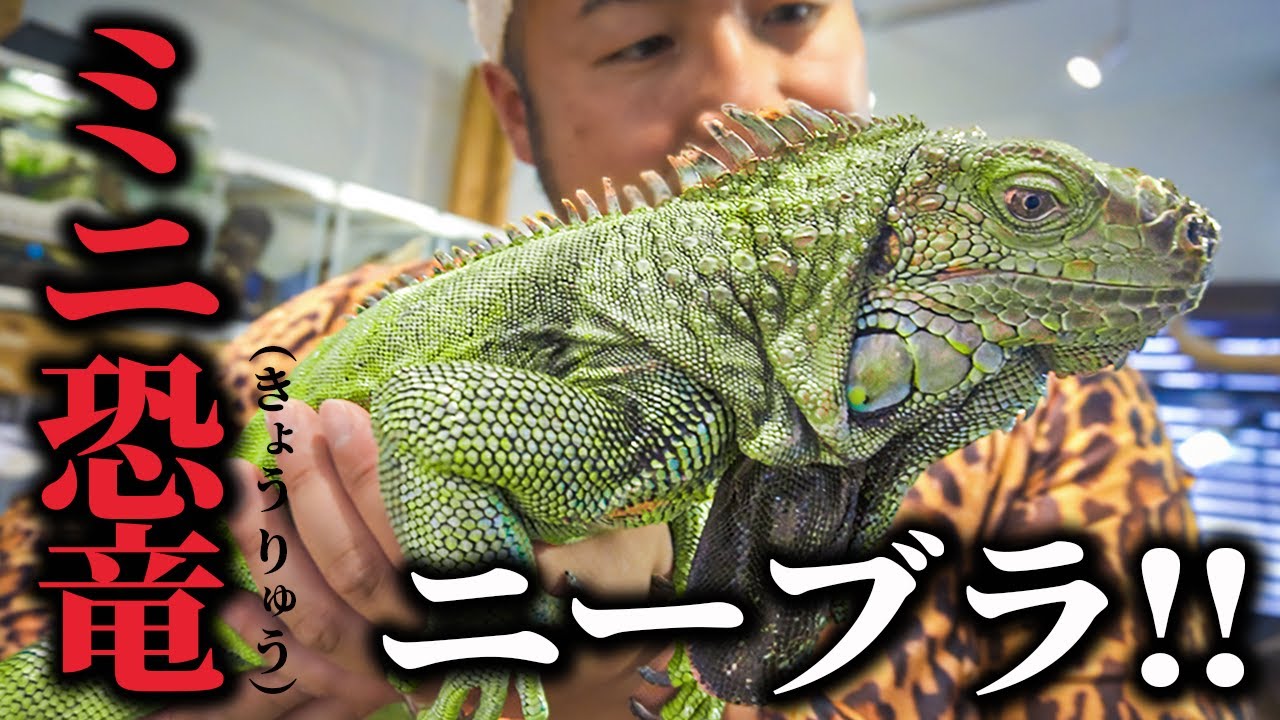 ダンソンで爬虫類カフェに行ったらイグアナを二ーブラできました。【バンビーノ】【はちゅカフェ】
