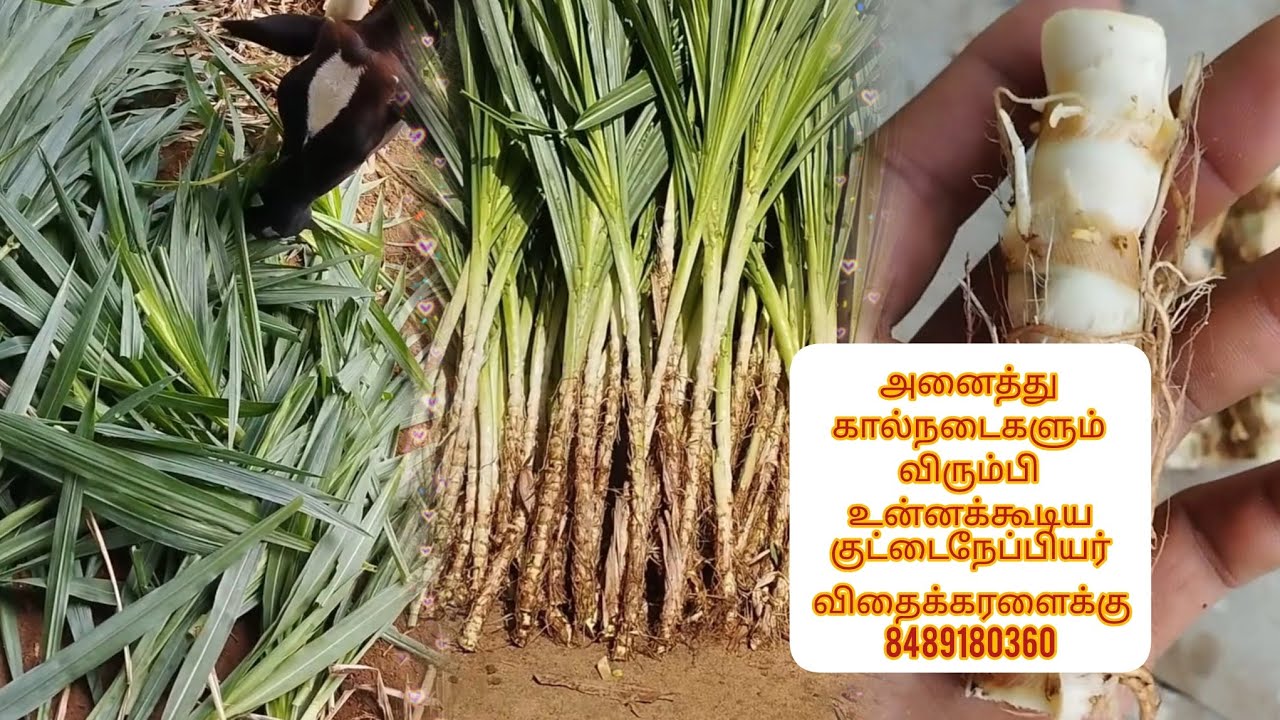தண்டுகள் இல்லாத கால்நடைகள் அதிகம் விரும்பி உண்ணக்கூடிய குட்டைநேப்பியர் விதைக்  கரளைக்கு 8489180360