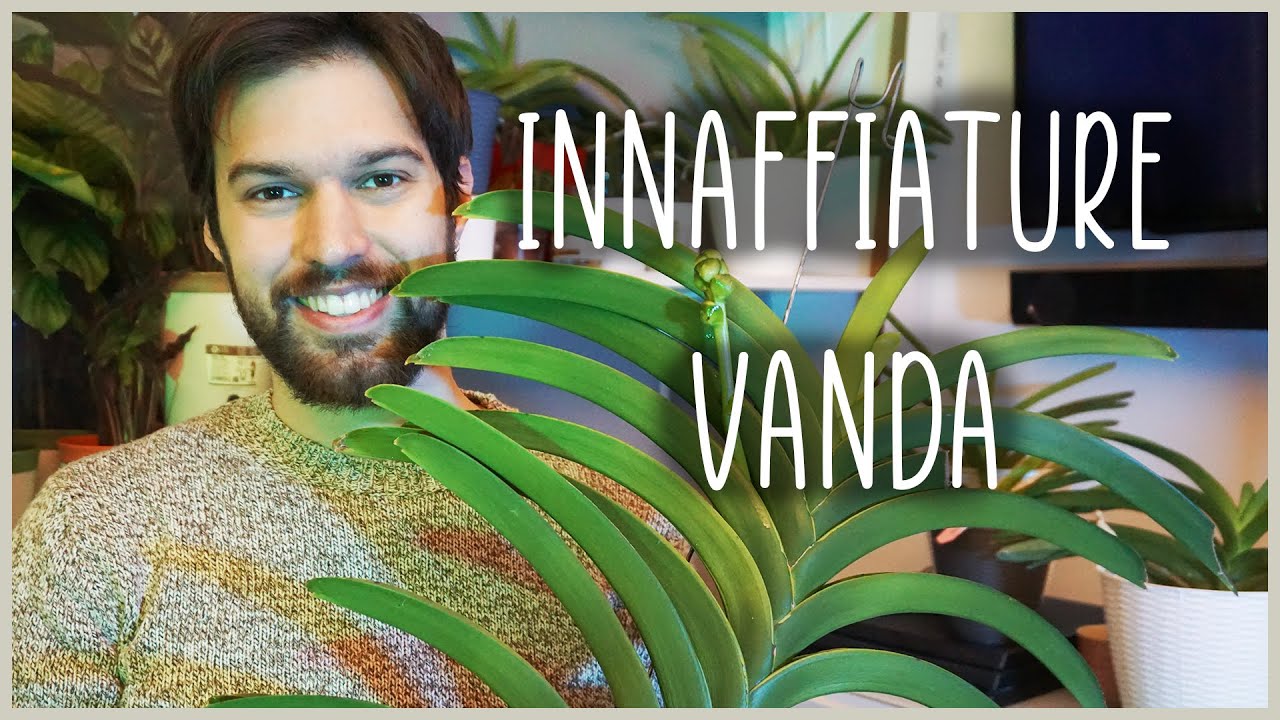 💮VANDA: Come tenerle sempre IDRATATE💧