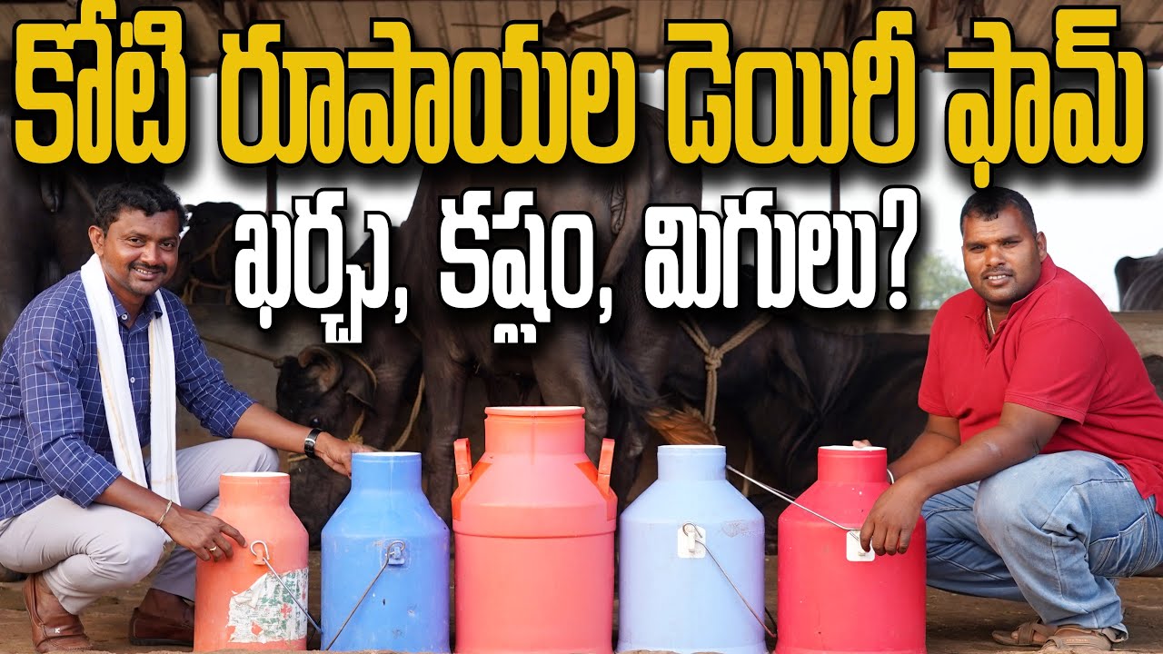 70 గేదెల Dairy Farm.. రోజుకు 250 లీటర్ల పాలు | రైతు బడి