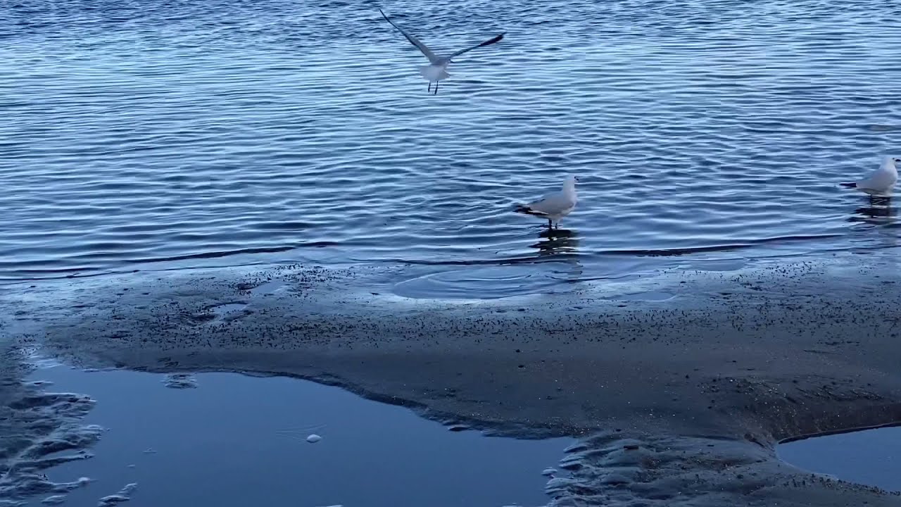 Beautiful Beach in Australia “Shorncliffe “