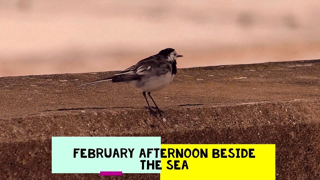 February afternoon beside the sea