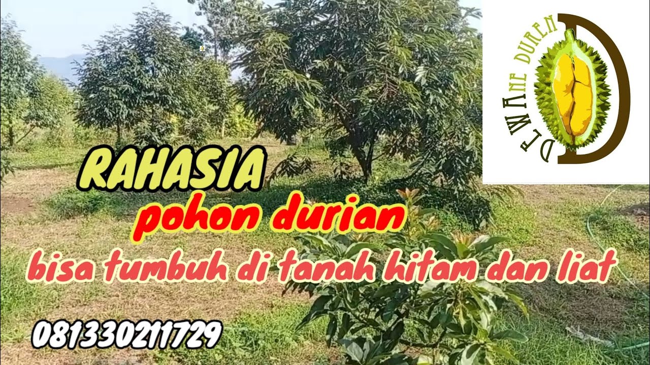 DEWAne Duren Beraksi - Durian di TANAH LIAT HITAM, Tumbuh Maksimal?? INI CARANYA❗ (@dewaneduren)