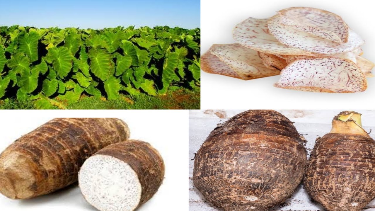 FRITURAS DE MALANGA O TARO