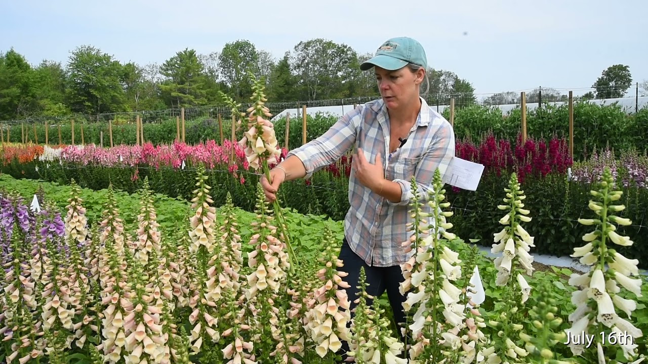 Digitalis 'Dalmatian Peach'