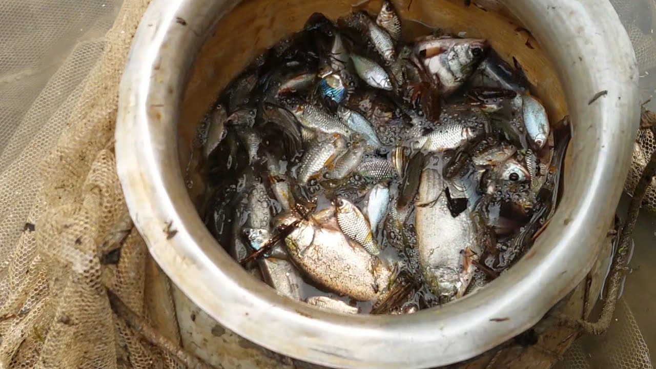 নদীর দেশি তাজা তাজা মাছ || ঘাগট নদী || সিজন ১ || পর্ব ২ || Fish Hunting videos