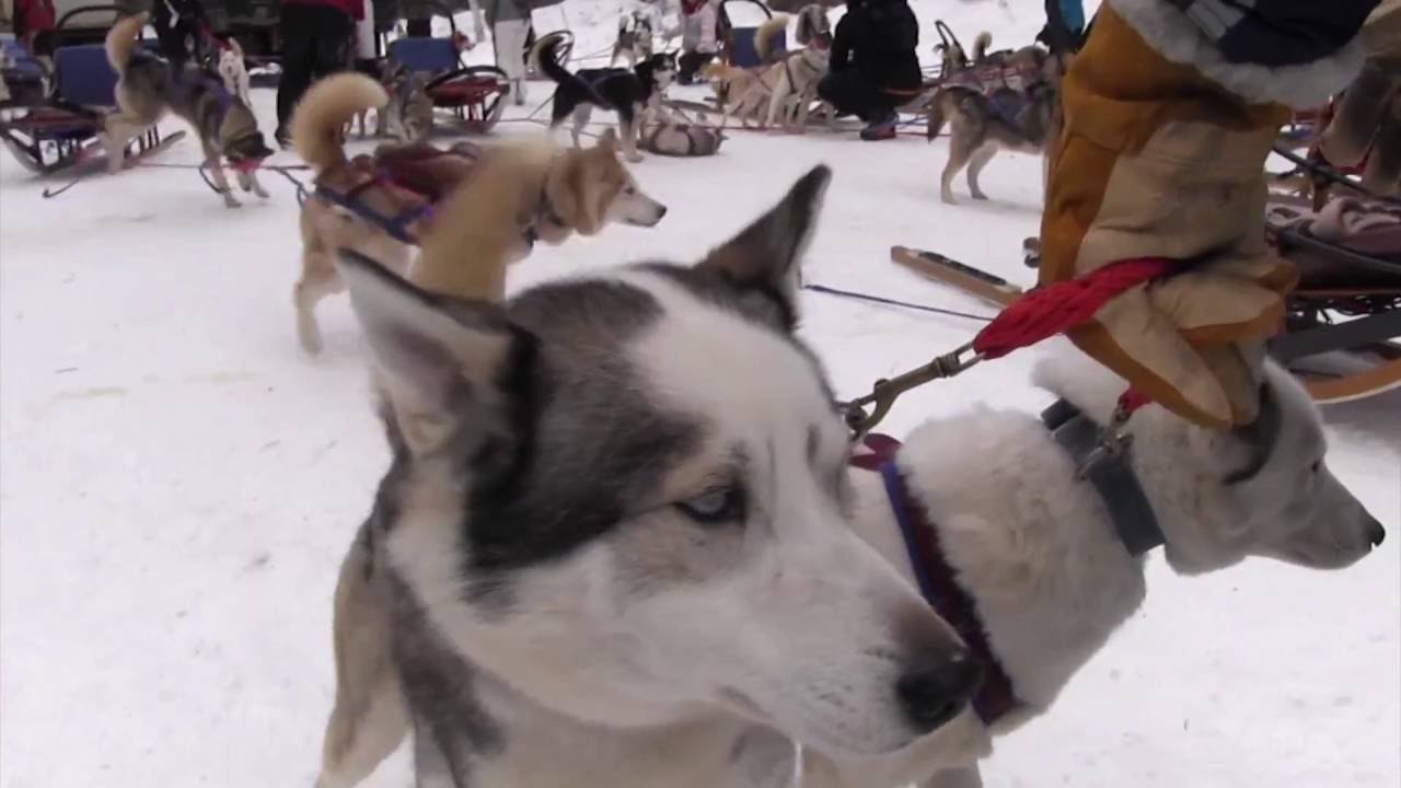 Dog Sledding with Winterdance Dogsled Tours