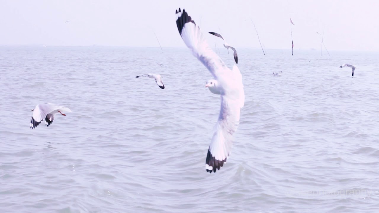 chilika/Best place to visit in india to enjoy migrated Birds,Tourist place of Odisha chilika,CHILIKA