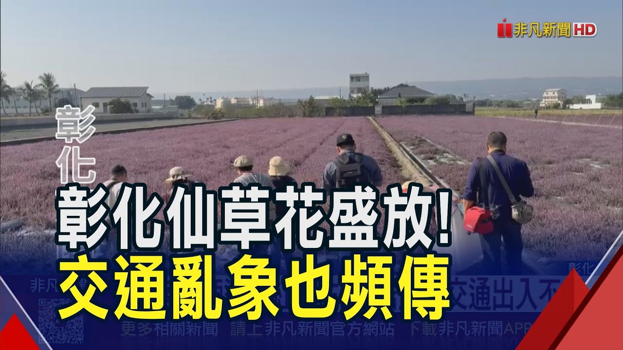 彰化芬園紫色仙草花綻放 遊客滿滿!居民怨交通多亂象 二林蕎麥花田也現雪白美景｜非凡財經新聞｜20251216