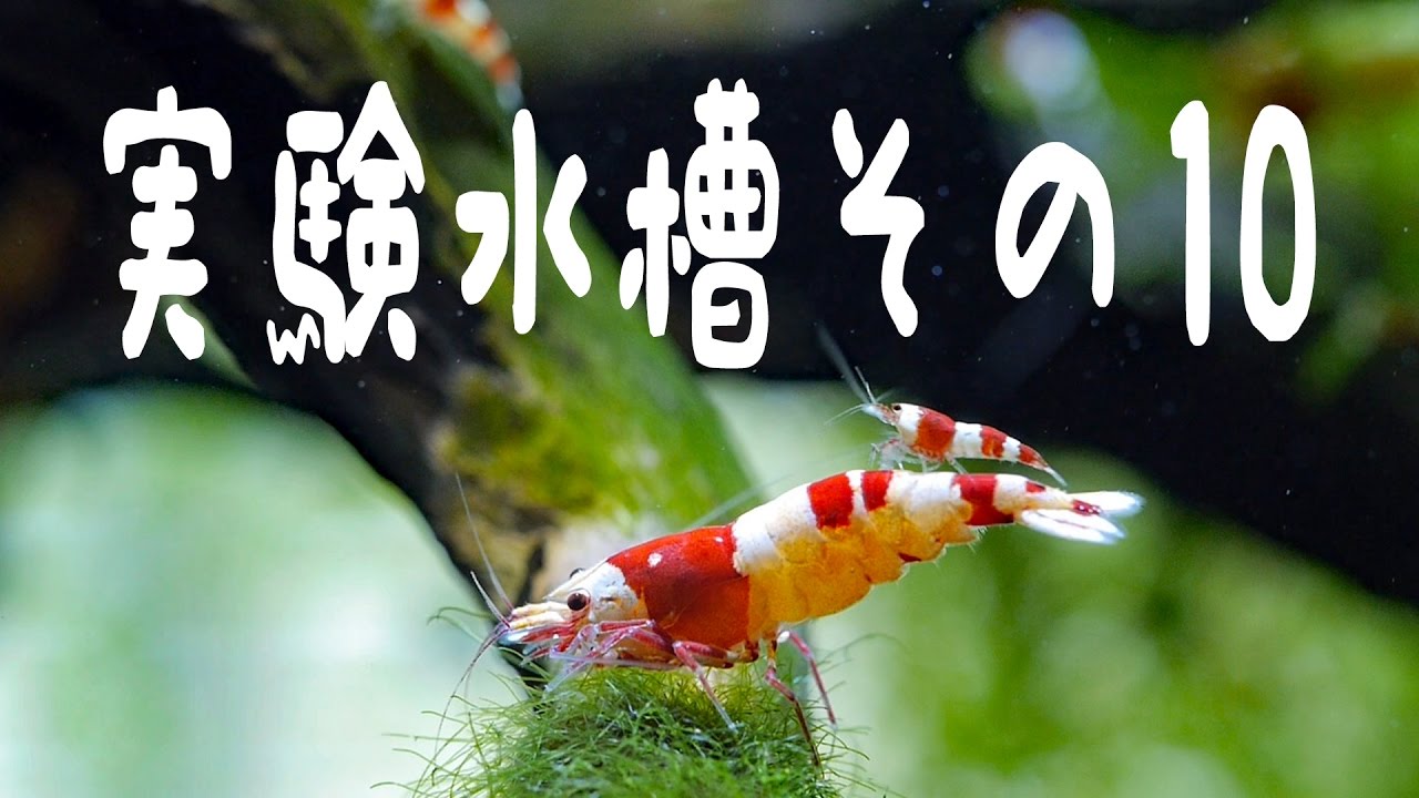 実験水槽その１０　デトリタスサイクル Crystal Red Shrimp Tank Setup Undergravel Filter Detritus cycle 【アクアリウム】