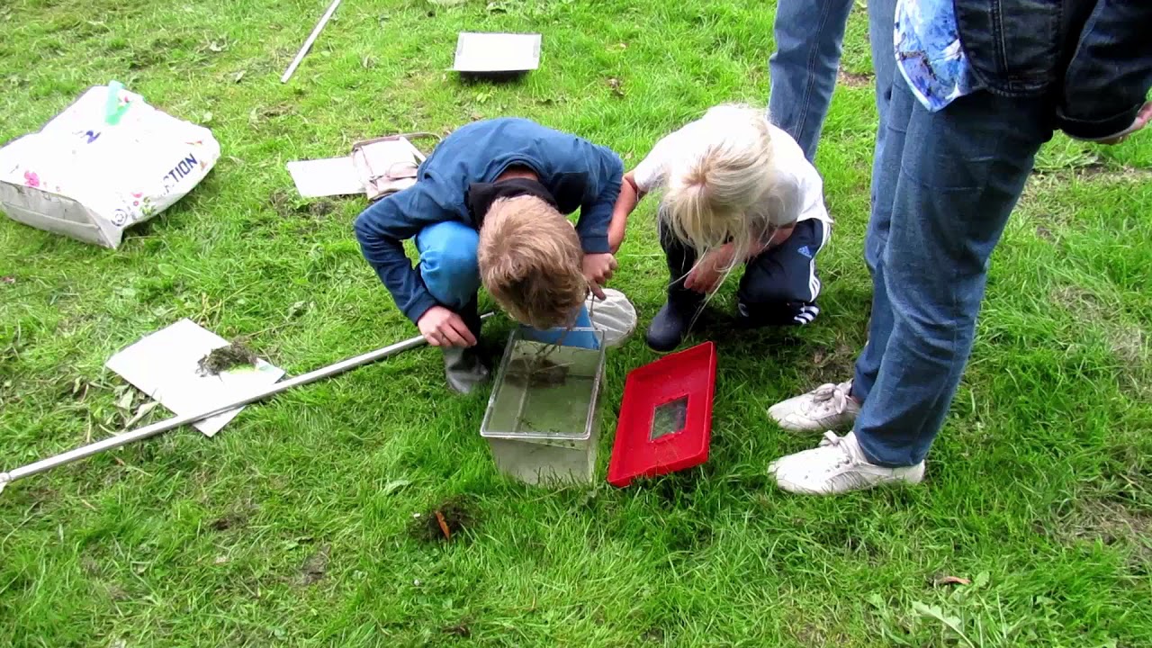 Waterbeestjes vangen