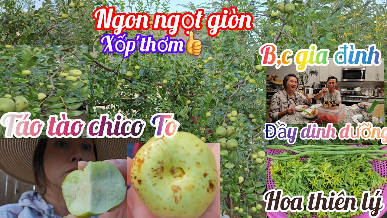 Hôm nay táo tào chico đã chín ăn tại chỗ reviews,cây thiên lý trồng được ở tiểu bang lạnh hay không