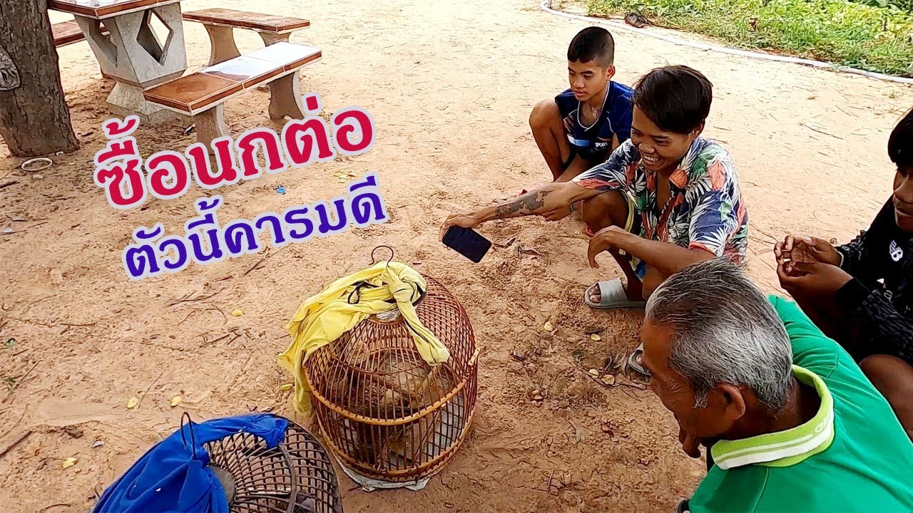 หาซื้อนกต่อ นกเขาใหญ่คารมดี ฉายาเจ้า 