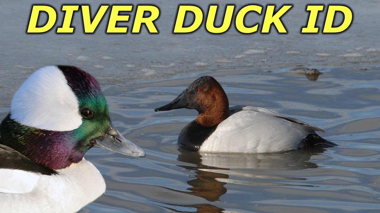 Diver Duck ID | Hunting Boot Camp