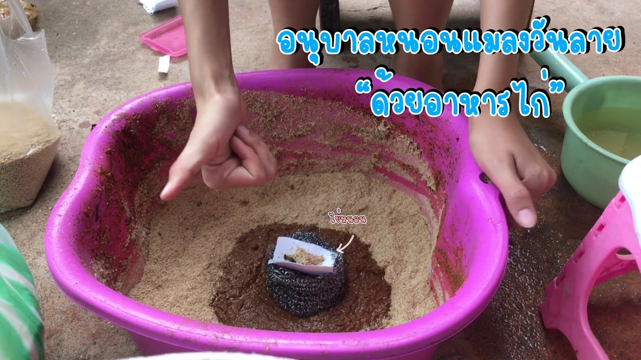 Ep.16 สอนอนุบาลหนอนแมลงวันลาย ด้วยอาหารไก่