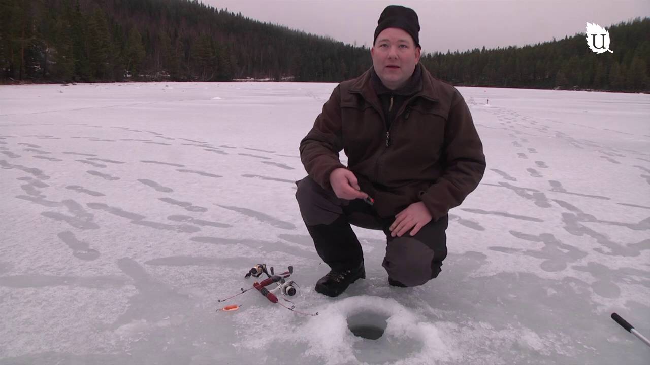 Mormyska fisketeknik Utebilder
