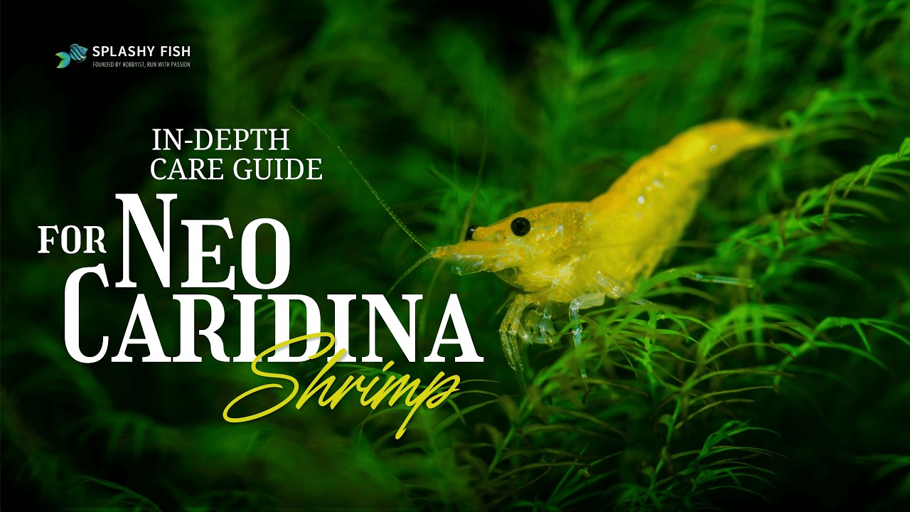 Ultimate Care Guide for Neocaridina Freshwater Shrimp for Beginners