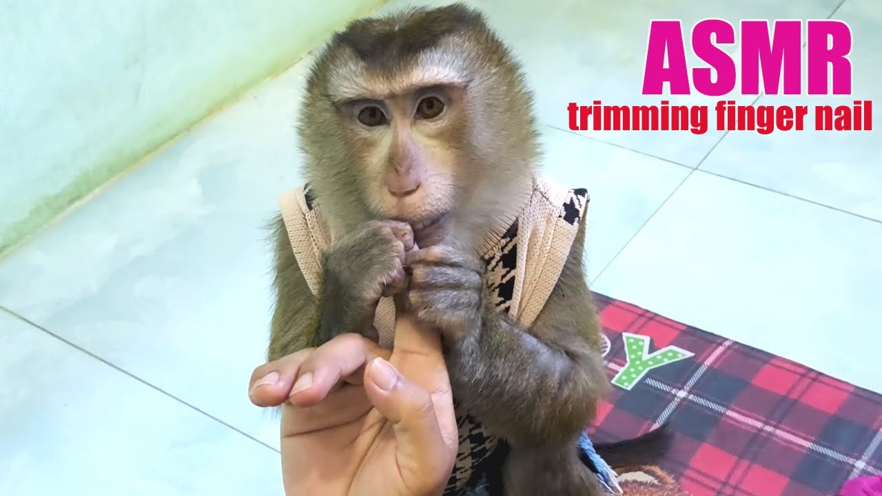 Dr. Bela Groomed Trimming Finger Nail Human