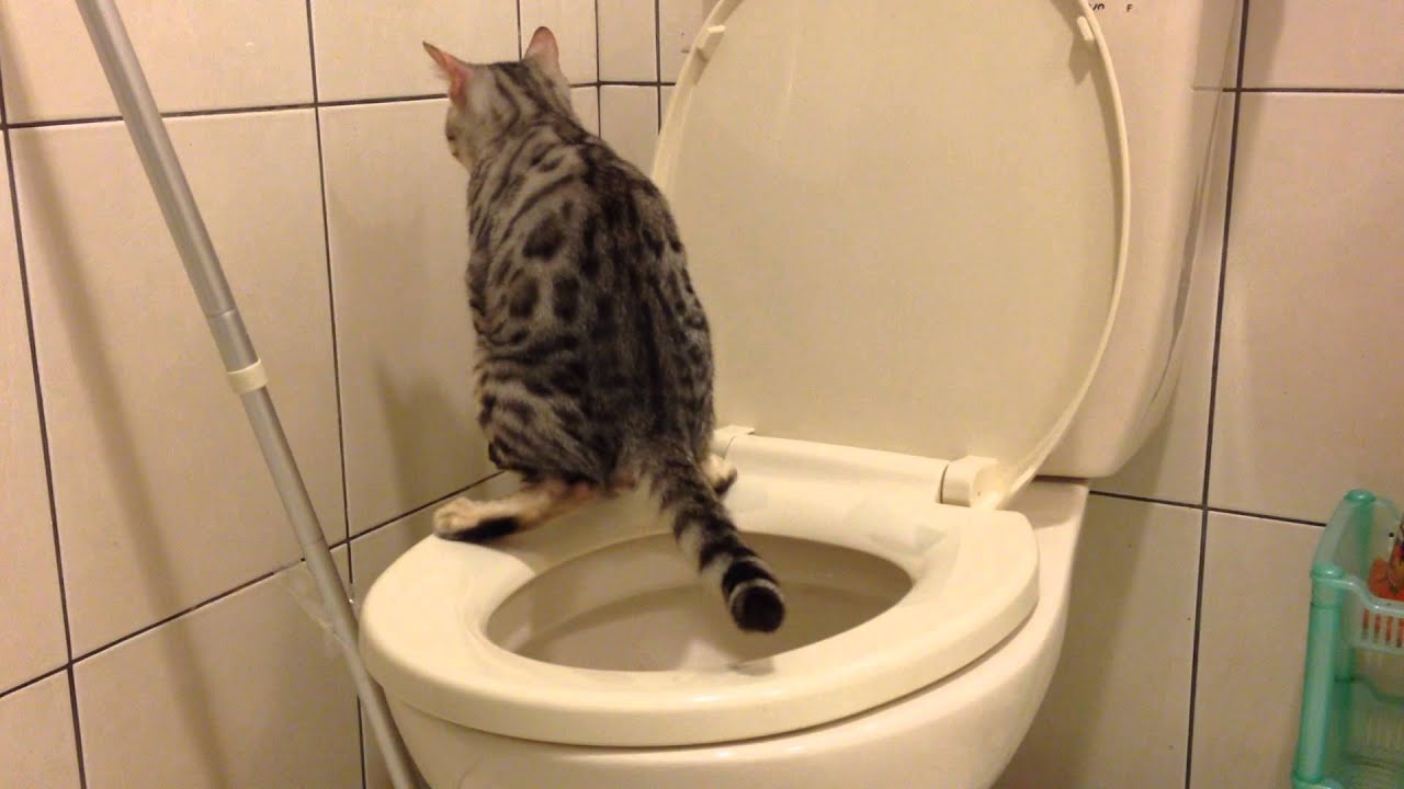 4 months old Bengal cat completed the toilet training