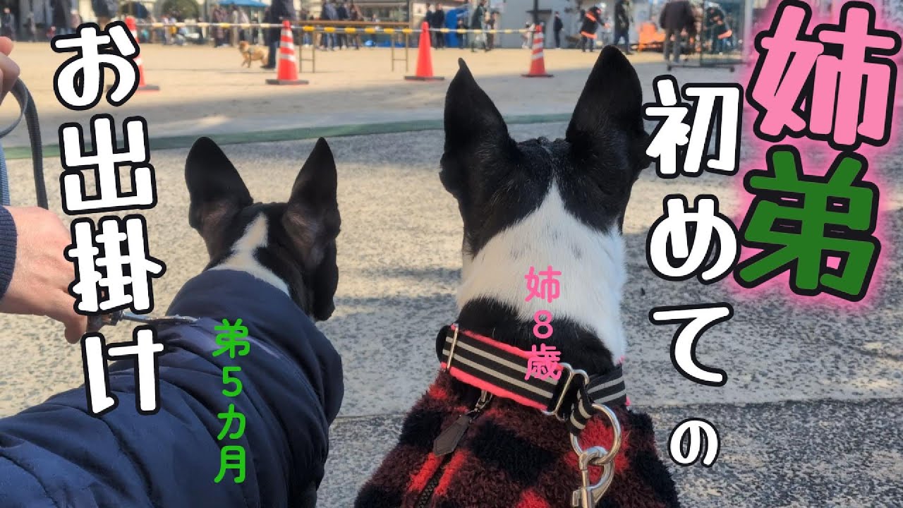 【ボストンテリア】はなこじ揃って、初めてのお出掛け。お出掛け先は...。はなこじの様子は...。はなが、ますますお姉ちゃんに…。