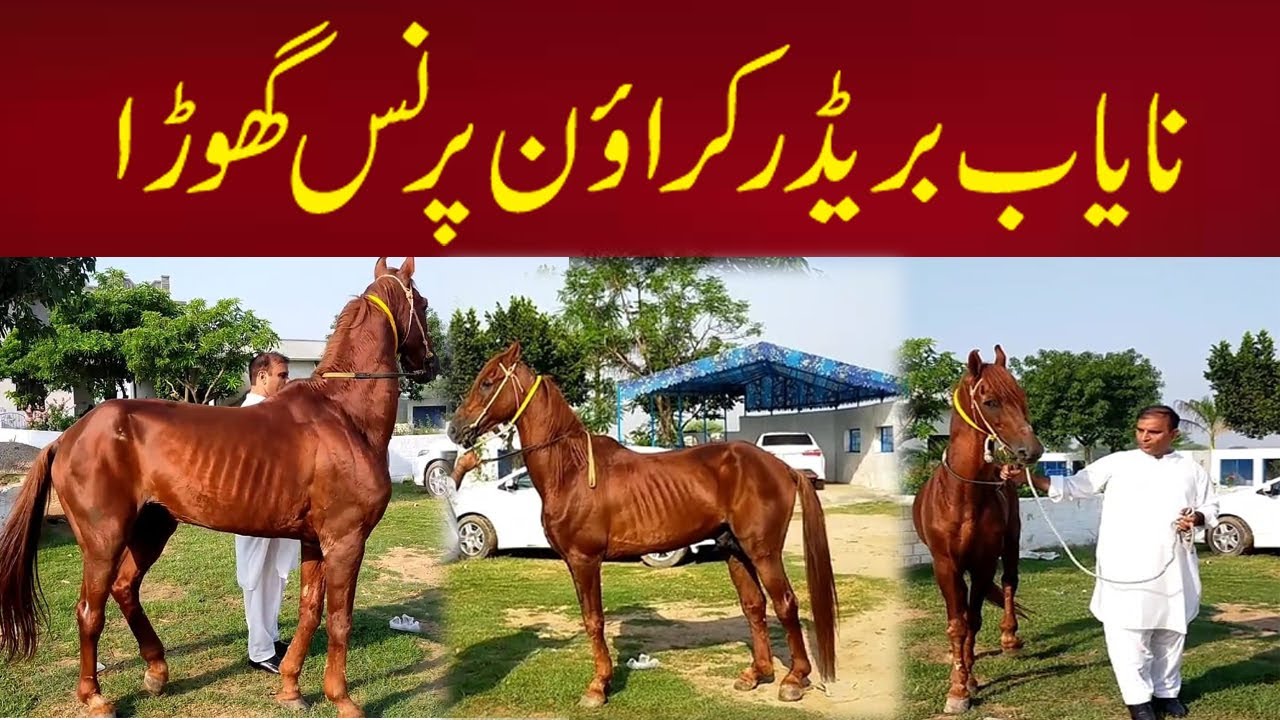 crown prince horse in pakistan | Beautiful horse