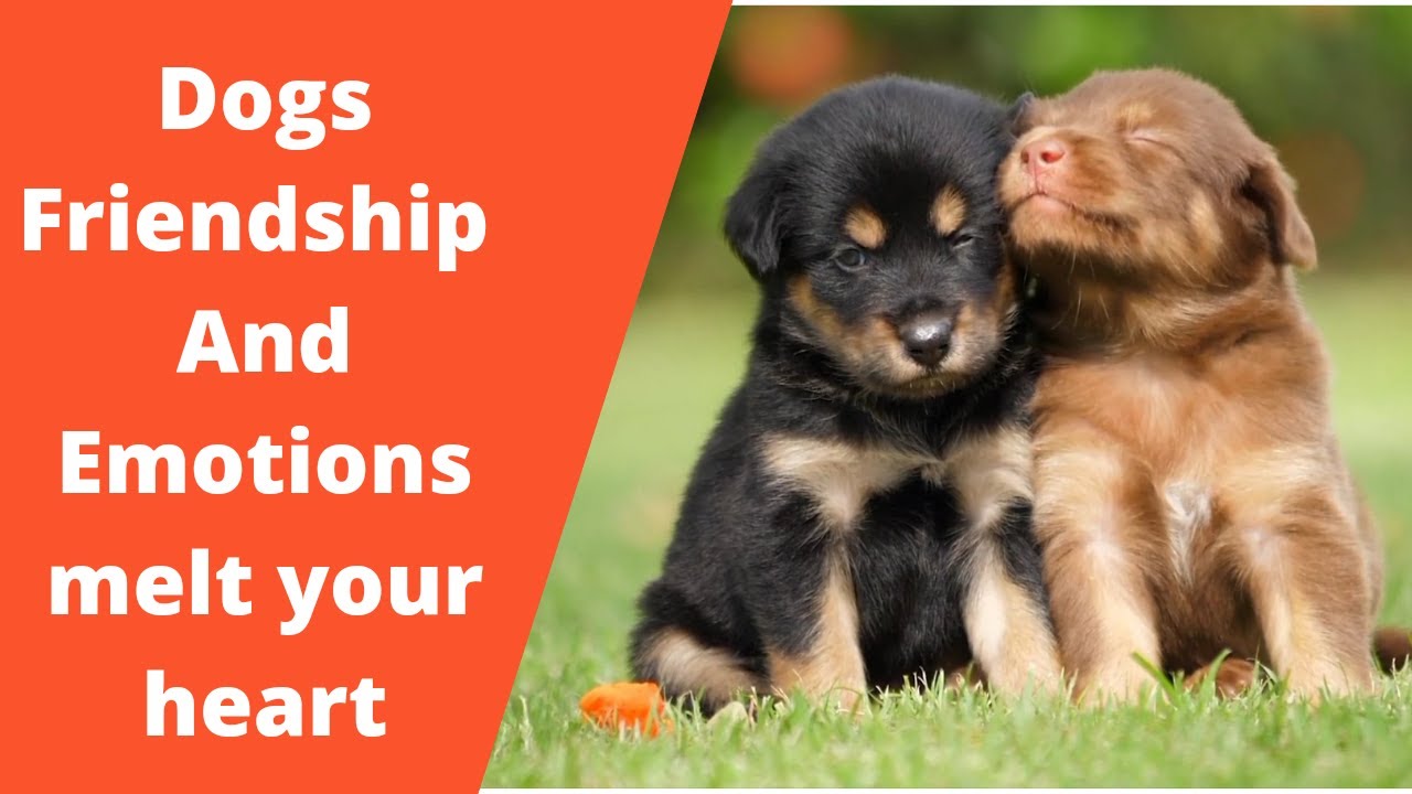 Dogs emotions as joy, fear, love, happiness ,despair, and grief&mdash;we are not alone