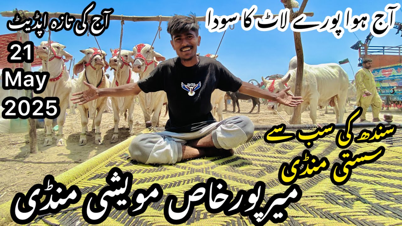 Mirpurkhas Cow Mandi Latest Update 21 May 2025 || Cow Mandi 2025