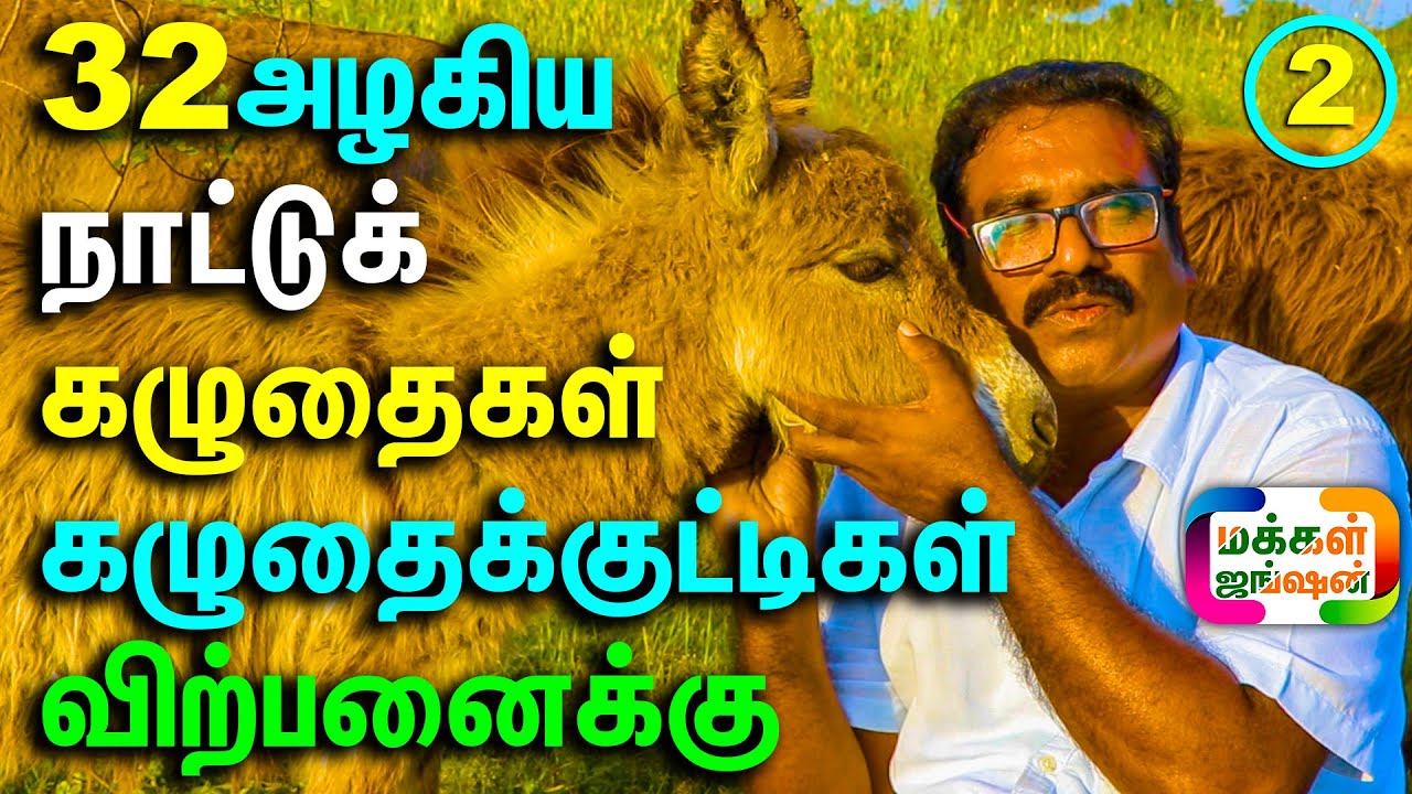 அழகிய நாட்டுக்கழுதைகள் கழுதைக்குட்டிகள் விற்பனைக்கு|| 32 கழுதைகள் ஒரே இடத்தில், Donkey Farm in India