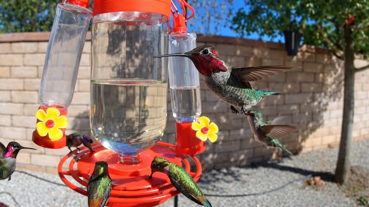 CAPTIVATING 10 Minutes of Hummingbirds Feeding on Sunny Day  🌸🐦